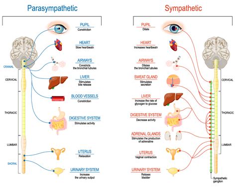 Diagram delovanja antiadrenergičnih zdravil na simpatični živčni sistem