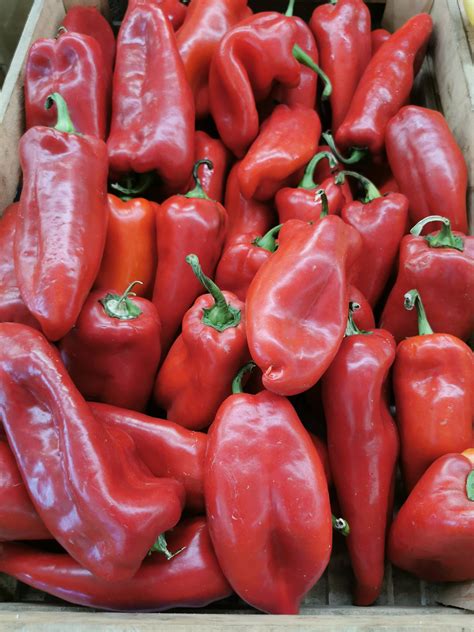Rdeča paprika s folno kislino in vitamini