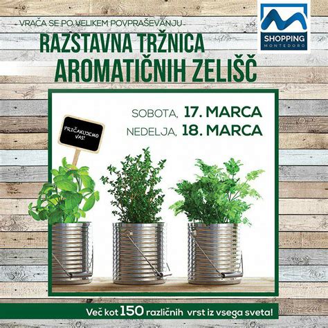 Ilustracija različnih začimb in zelišč, z izpostavljenimi tistimi, ki naj se jim nosečnice izogibajo