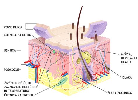 Diagram zgradbe kože novorojenčka v primerjavi z odraslo kožo
