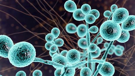 mikroskopski prikaz glivic Candida albicans