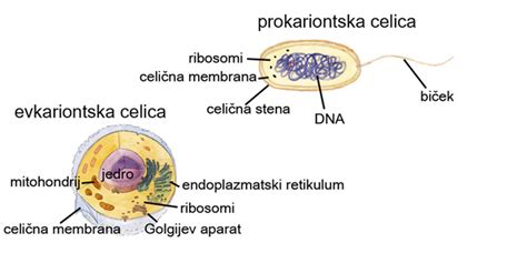 Diagram celice z označenimi procesi sinteze DNK in delitve celic