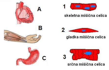 Ilustracija delovanja zdravila na gladke mišice