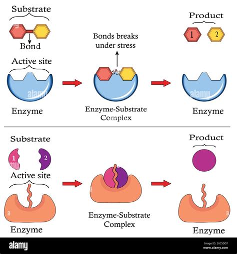 Diagram delovanja vaginalnega obročka