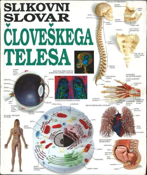 Diagram človeškega telesa z označenim materničnim vratom in plodovnico