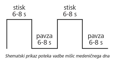 Shematski prikaz mišic medeničnega dna