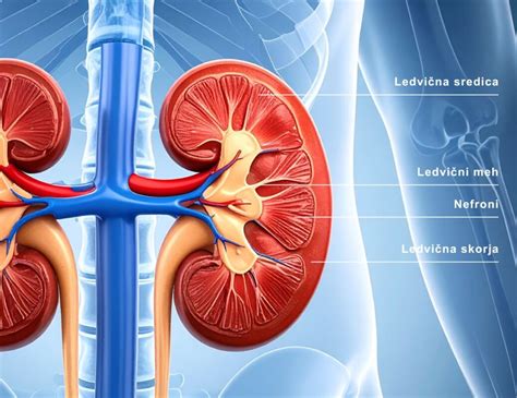 Diagram toka urina skozi ledvice in izločanje
