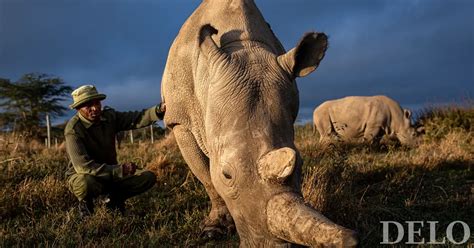 Skupina severnih belih nosorogov v afriški savani