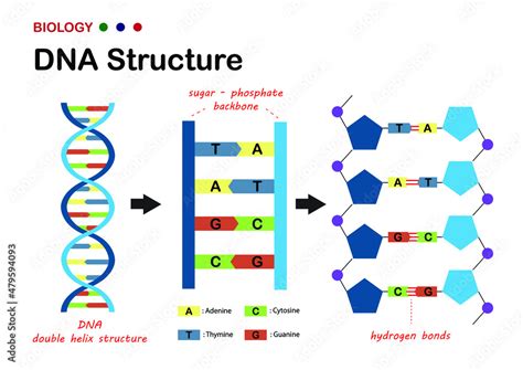 diagram nastavljivega dna posteljice