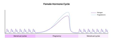 Diagram hormonskega cikla z vlogo progesterona