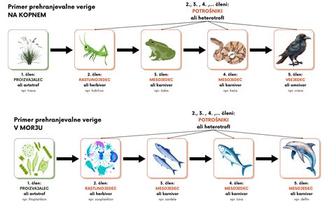 Diagram prikazuje piramido prehranjevalne verige, kjer so na vrhu plenilske ribe z visoko vsebnostjo živega srebra.