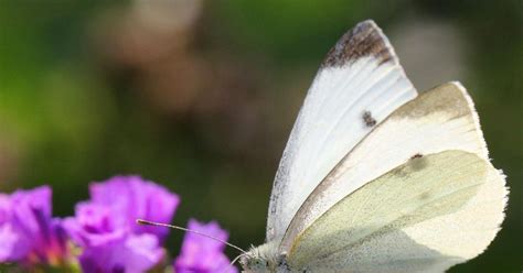 Simbol belega metulja kot znak spomina in miru