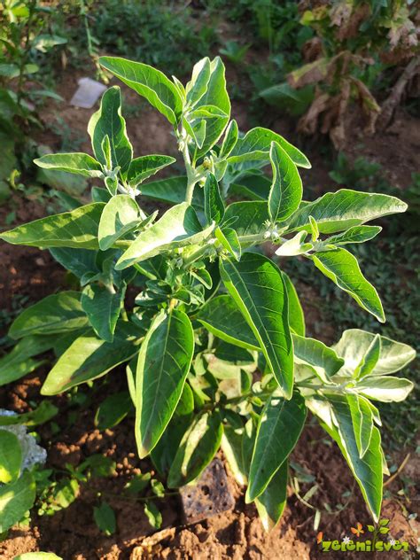 Ilustracija rastline ašvaganda