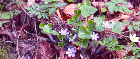 Ilustracija rastline šatavari