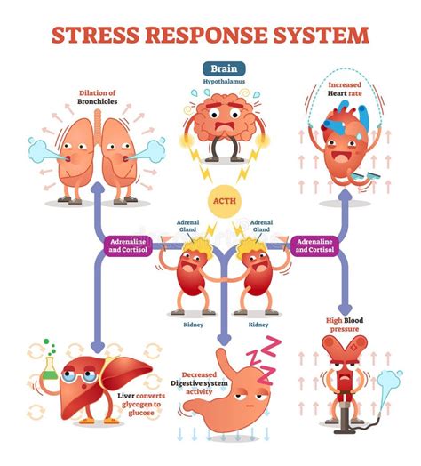 Diagram hormonskega sistema