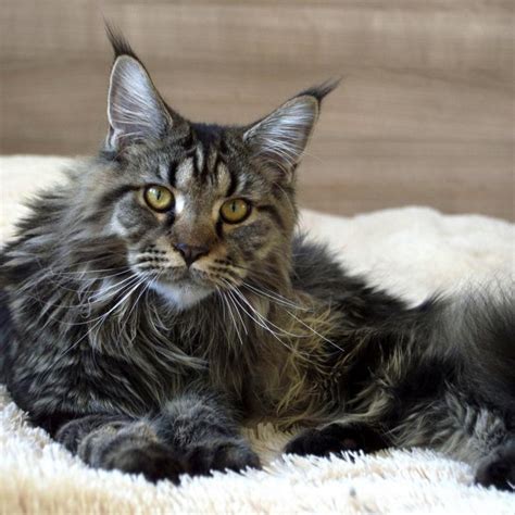 Maine Coon mačka s košatim repom