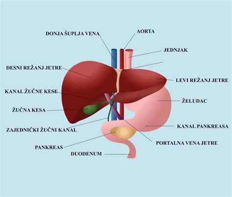 Ilustracija rasti maternice in njenega pritiska na notranje organe