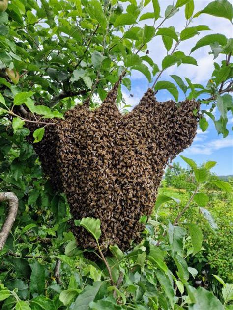 Simbolika čebelje družine kot superorganizma