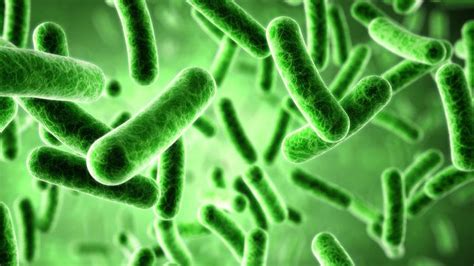 Bakterije, ki povzročajo okužbe po porodu