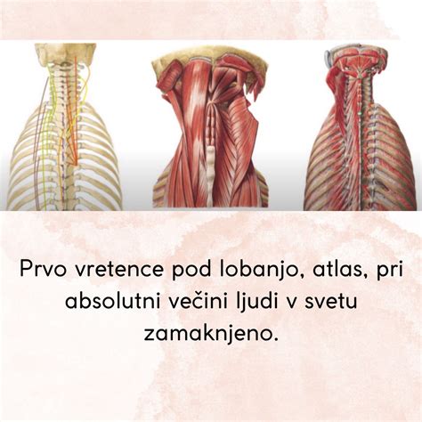 Diagram človeškega vratnega vretenca (atlas).