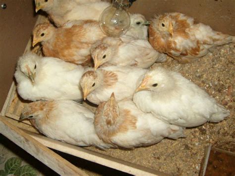 piščanci v inkubatorju