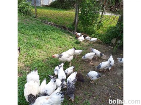 Mladi piščanci po izvalitvi