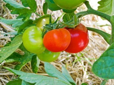 Sveži paradižnik na vrtu