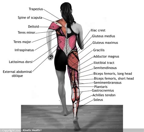 Grafični prikaz gluteus maximus mišice