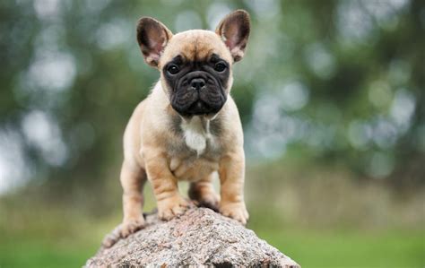 Francoski buldog z dojenčkom
