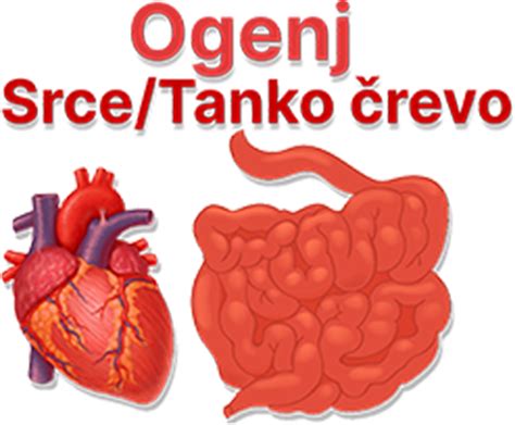 Diagram človeškega prebavnega sistema z označenim debelem in tankem črevesu.