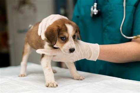Veterinar med ultrazvočnim pregledom psa