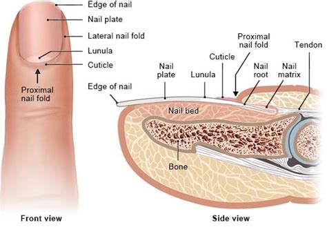 Diagram človeškega nohta