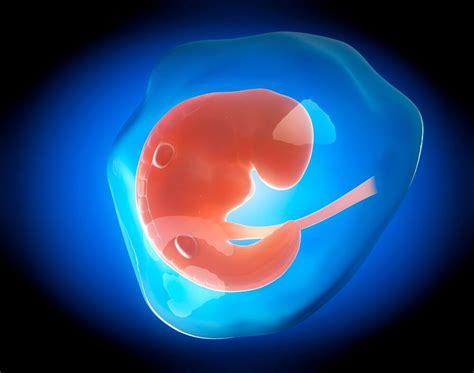 rast ploda skozi trimesterje