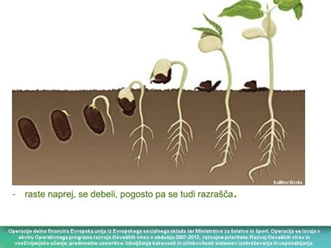 Proces kalitve semena