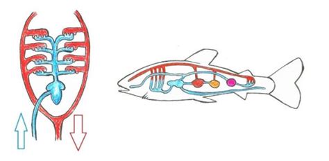 Diagram človeškega telesa s poudarjenimi območji krvnega obtoka in regulacije temperature