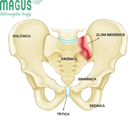 Diagram anatomske strukture medenice