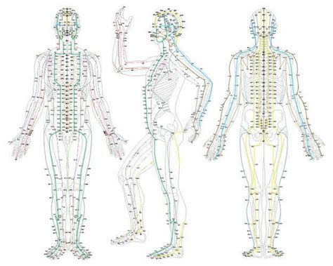 Ilustracija meridianov v človeškem telesu