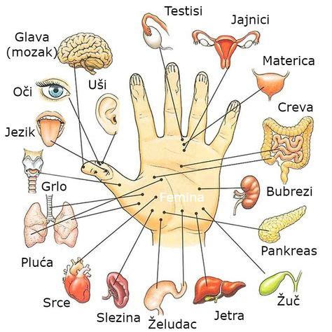 Prikaz točke Debelo črevo 4 (LI4) na roki
