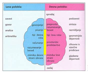 Diagram, ki prikazuje povezavo med levo in desno polovico možganov.
