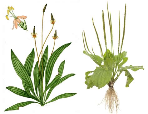 Ilustracija rastline trpotec