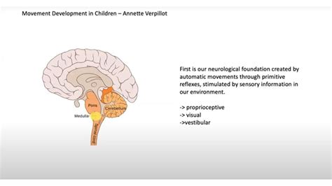Diagram razvoja možganov dojenčka