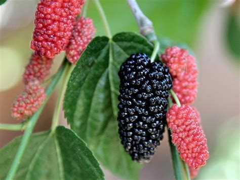 Vrste dud iz lateksa in silikona