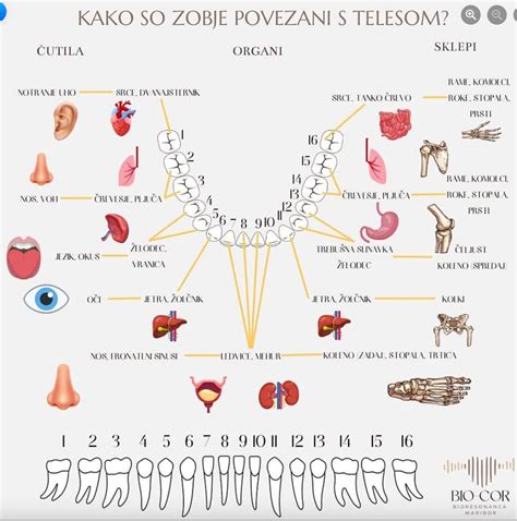 Diagram razvoja otrokovih zob in vpliv dude