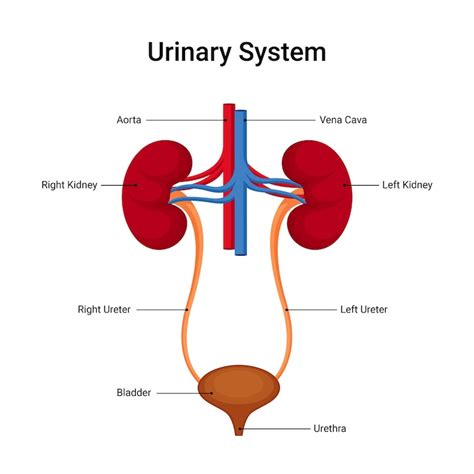 Diagram človeškega urinirnega sistema
