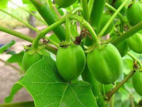 Rastlina Jatropha curcas