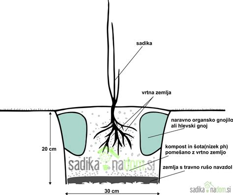 Ilustracija korenine sladkega korena
