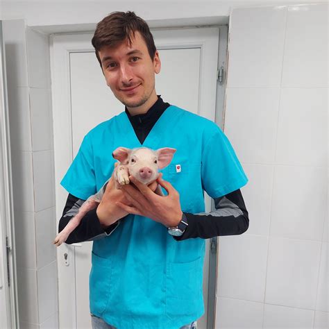 veterinar pregleduje psičko