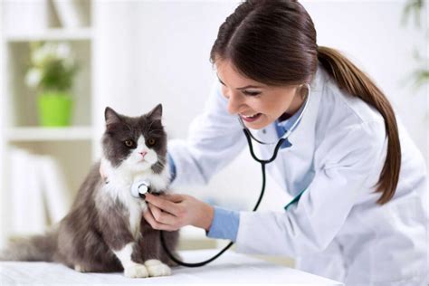 simbolično prikazan veterinar, ki svetuje lastniku