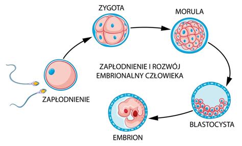 Diagram razvoja zarodka od oploditve do blastociste
