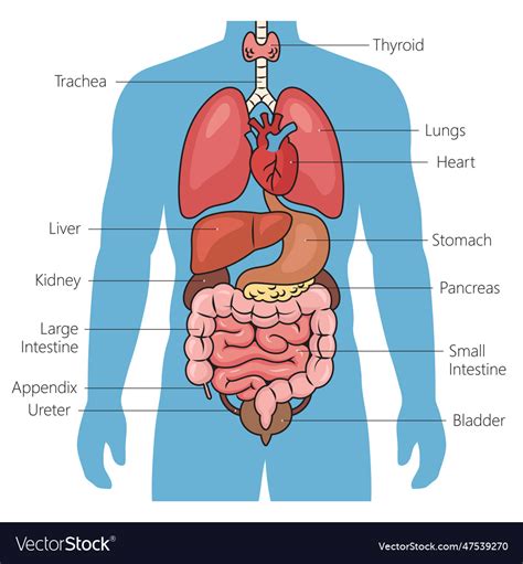 Natančen diagram ženskega sečnega sistema